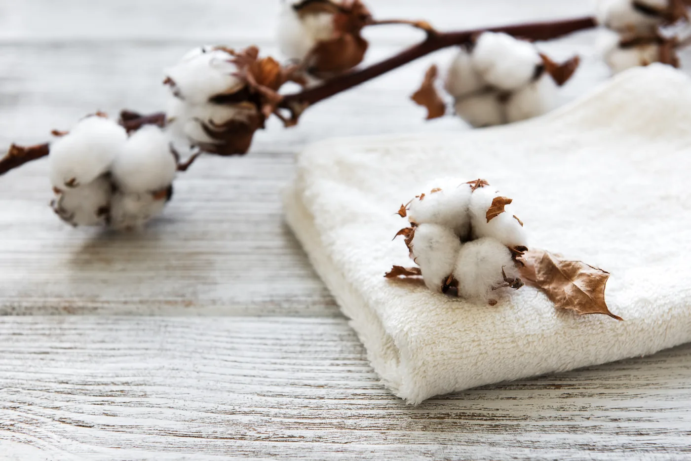 Cotton bolls resting on a folded white towel